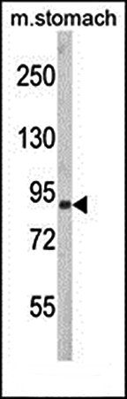 PARD3 antibody