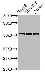 PRKN Antibody