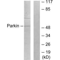 PARK2 Antibody