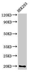 PARK7 Antibody