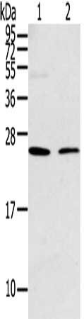 PARK7 Antibody