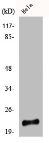 PARK7 Antibody