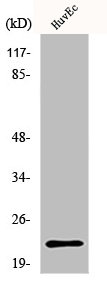PARK7 Antibody