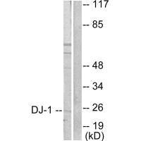 PARK7 antibody