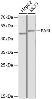 PARL antibody