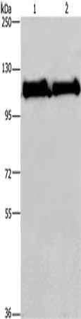 PARP1 Antibody