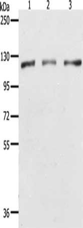 PARP1 Antibody
