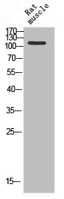 PARP1 Antibody