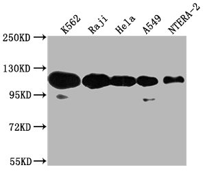 PARP1 antibody