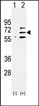 Parp6 antibody