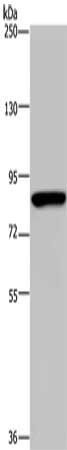 PARP8 Antibody