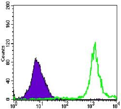 PARP Antibody