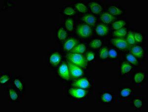 PARVA antibody