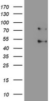 PARVA Antibody