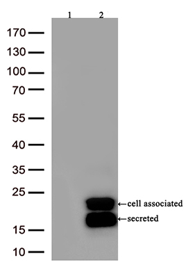 Parvin alpha Antibody