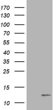 NPAS1 Antibody
