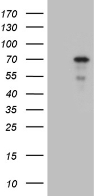 NPAS1 Antibody