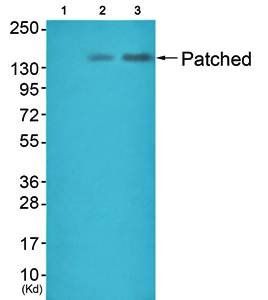 Patched Antibody