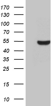 PATZ1 Antibody