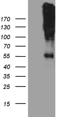 PATZ1 Antibody
