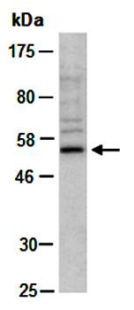 PAX1 (C2) Antibody, Rabbit Polyclonal