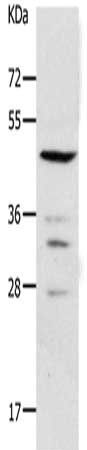 PAX2 Antibody