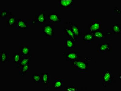 PAX3 Antibody
