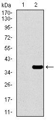 PAX3 Antibody
