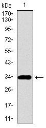 PAX3 Antibody