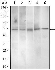 PAX3 Antibody