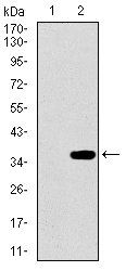 PAX3 Antibody