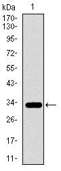 PAX3 Antibody