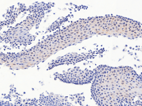 Goat anti-PAX3 Antibody