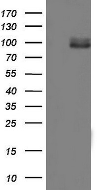 PAX5 Antibody