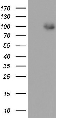 PAX5 Antibody