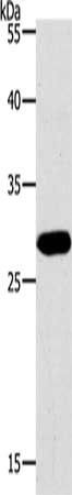 PAX5 Antibody