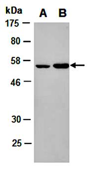 PAX5 (C2) Antibody, Rabbit Polyclonal