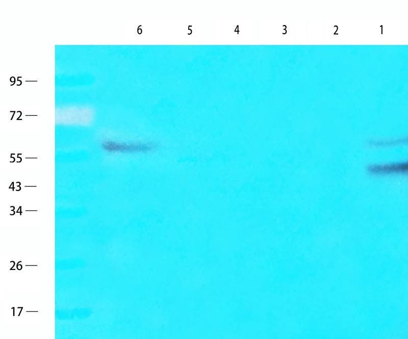 PAX6 antibody