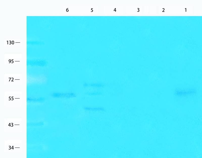 PAX6 antibody