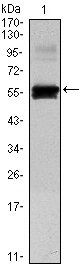 PAX6 Antibody