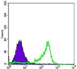 PAX6 Antibody