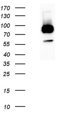 PAX7 Antibody