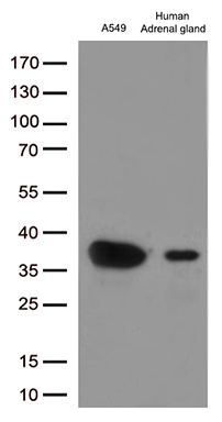 PAX7 Antibody