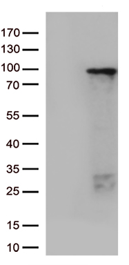 PAX7 Antibody