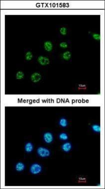 paired box 8 Antibody