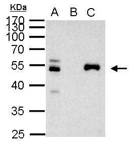 paired box 8 Antibody