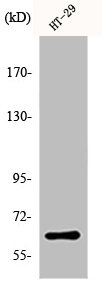 PAX8 Antibody