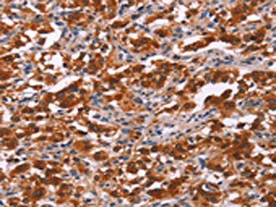 PAX9 Antibody