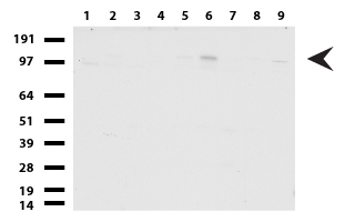Paxillin Antibody