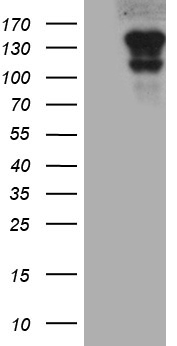 Paxillin Antibody